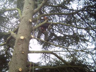 Cornwall Tree Surgery